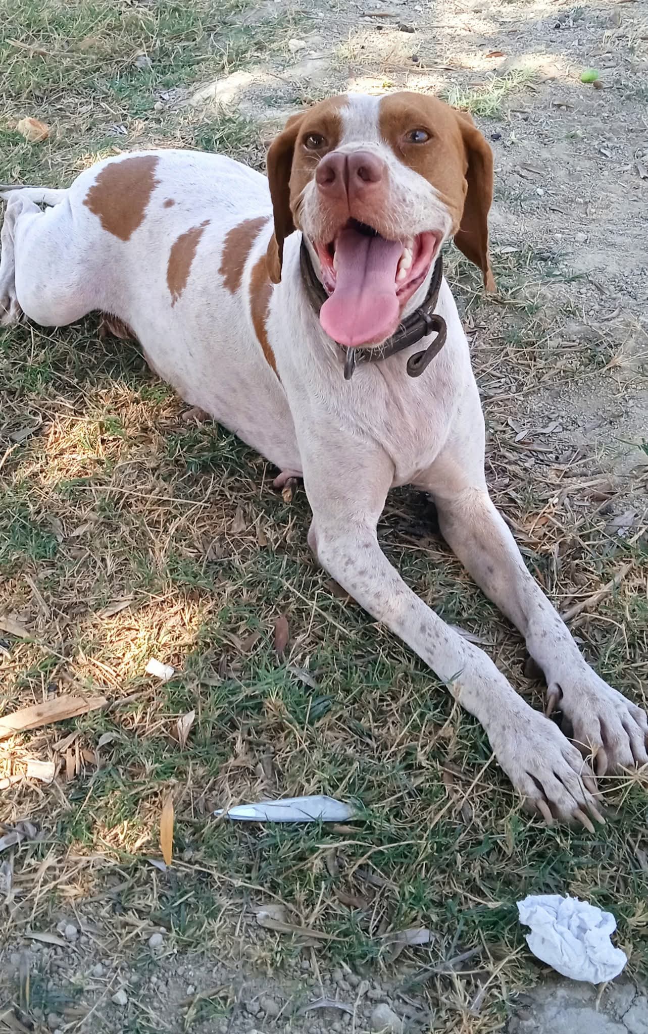 Bizim Köpeğimiz - Safkan Çatalburun